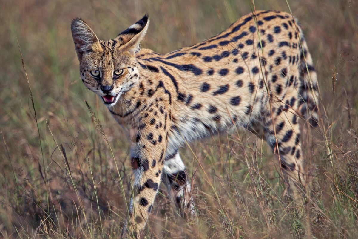 Masai mara tour