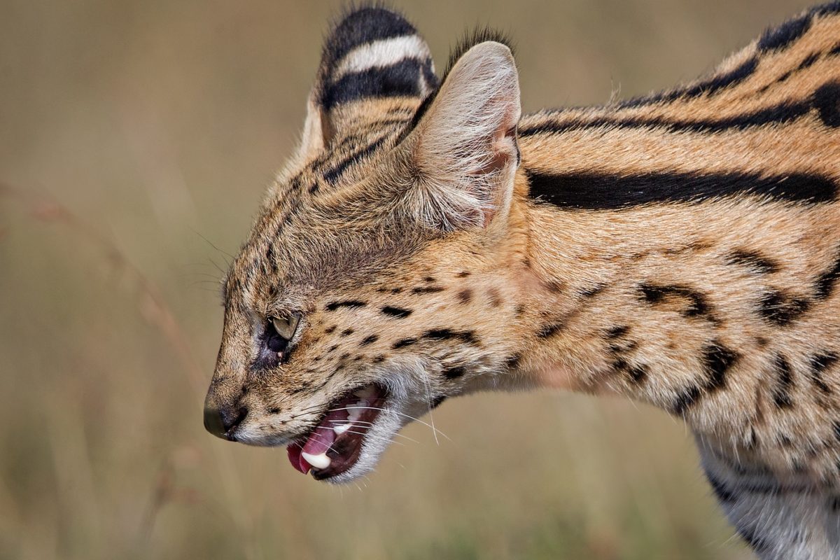 Masai mara tour