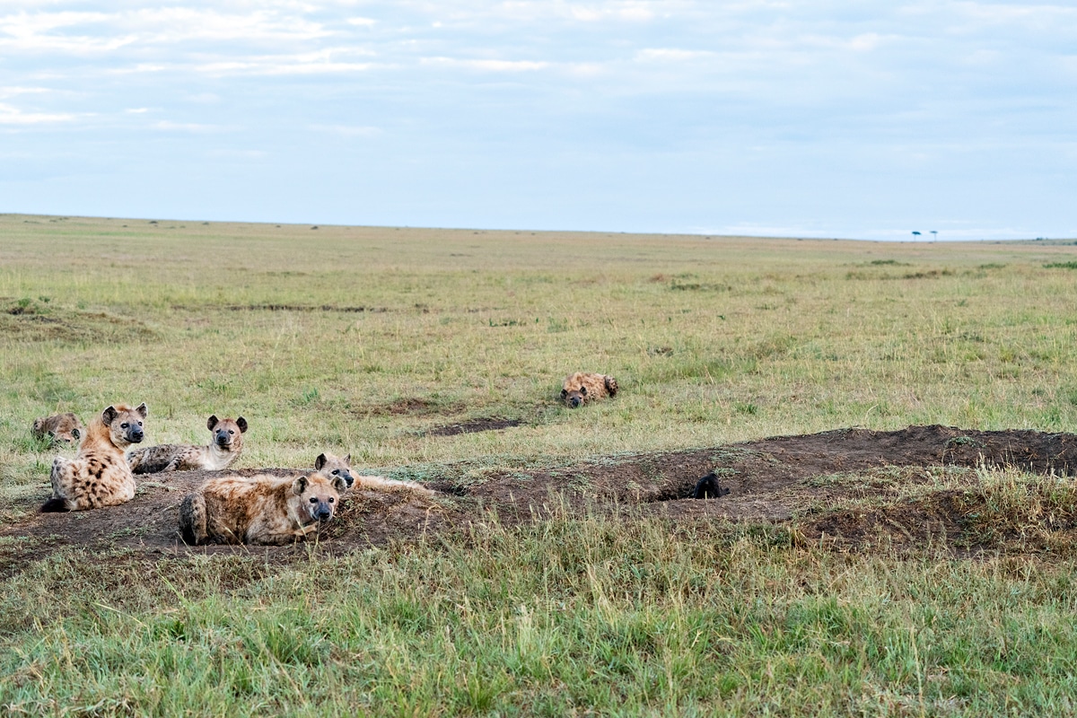 Masai mara tour