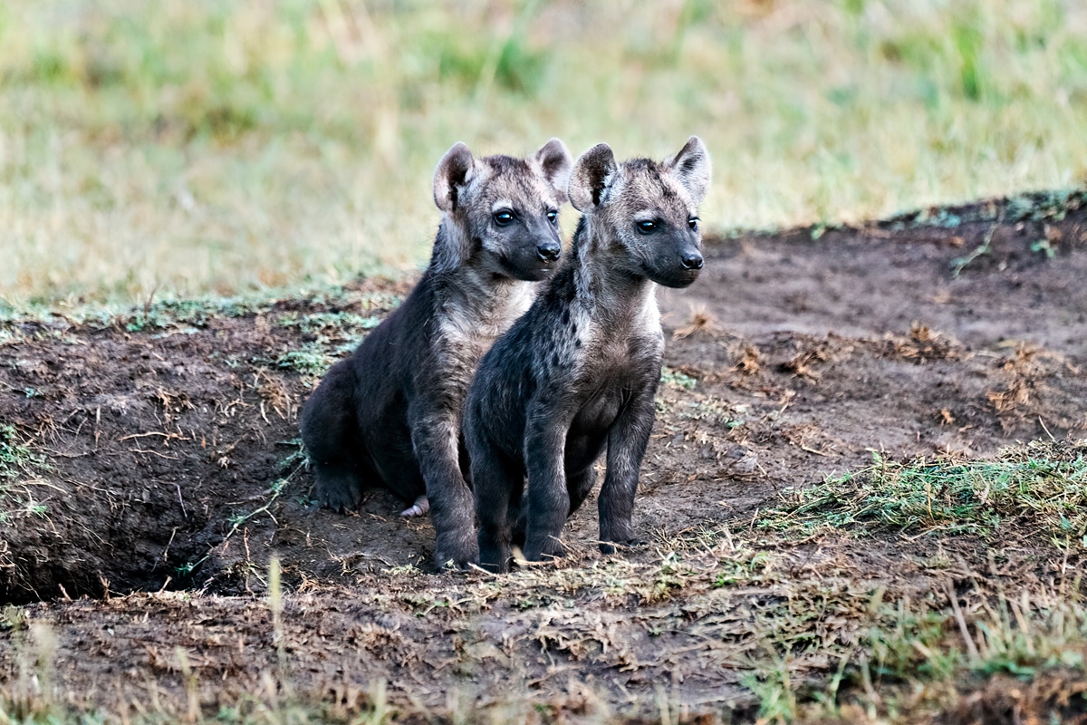 Masai mara tour