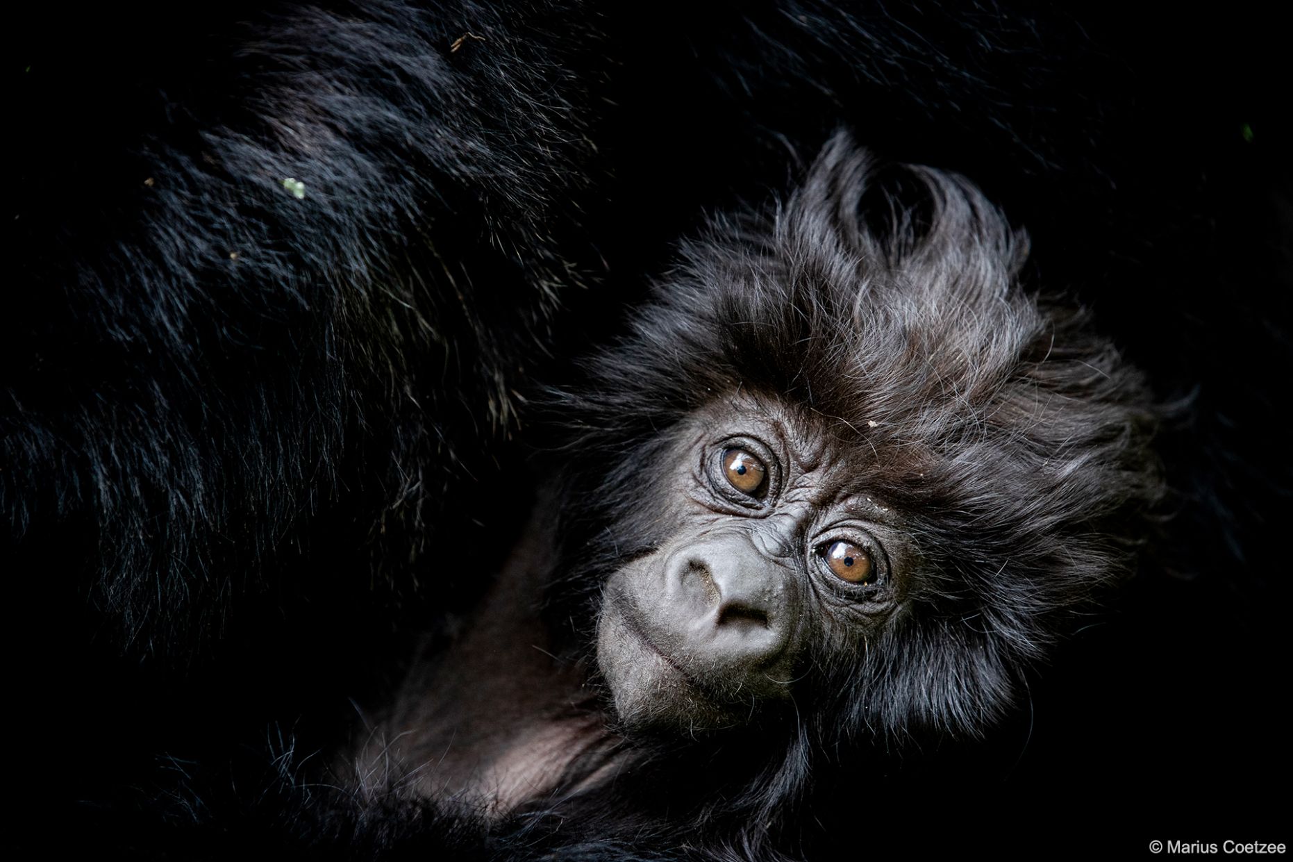 Rwanda Gorilla Safaris