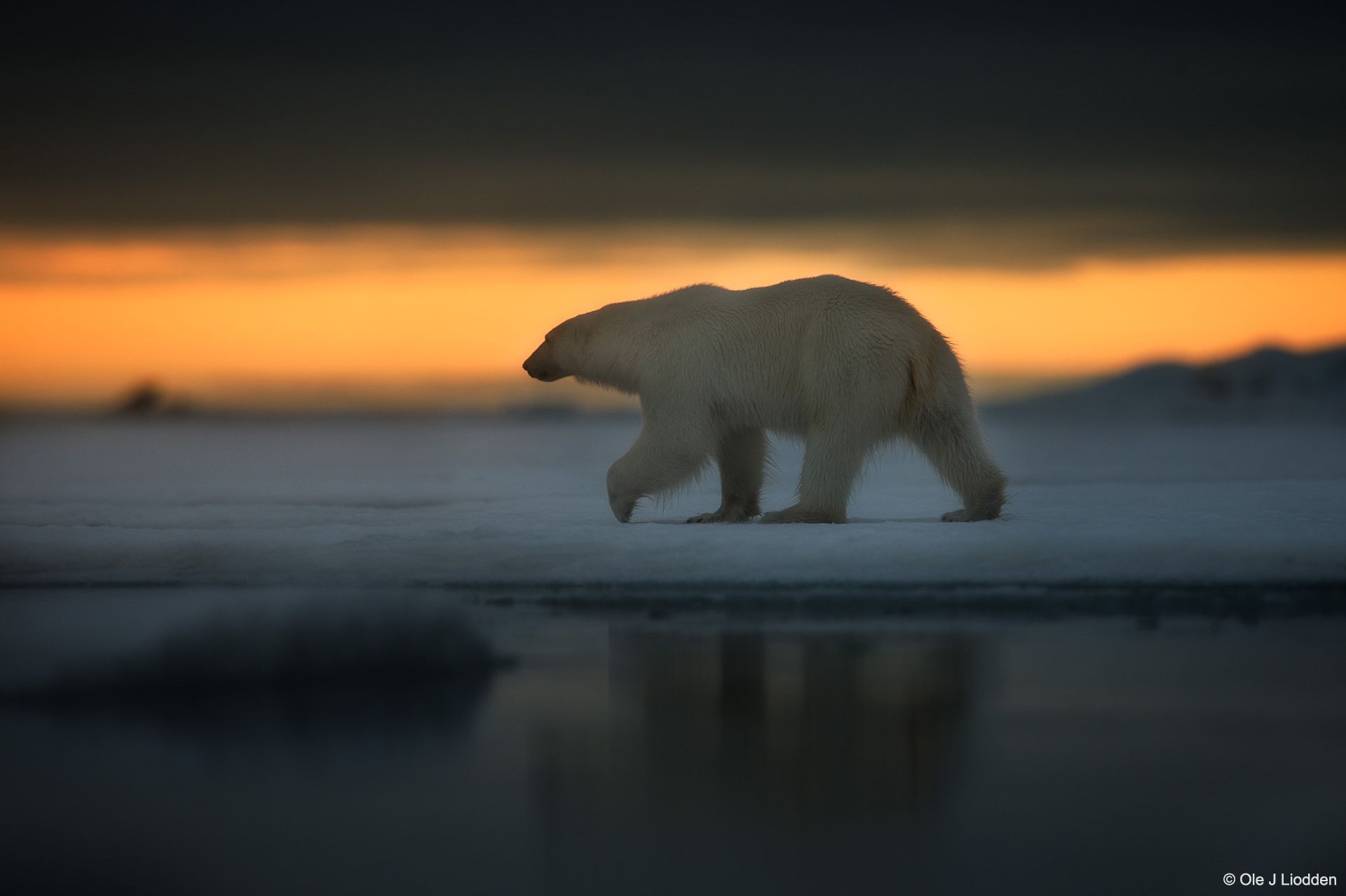 Svalbard Photography Tour