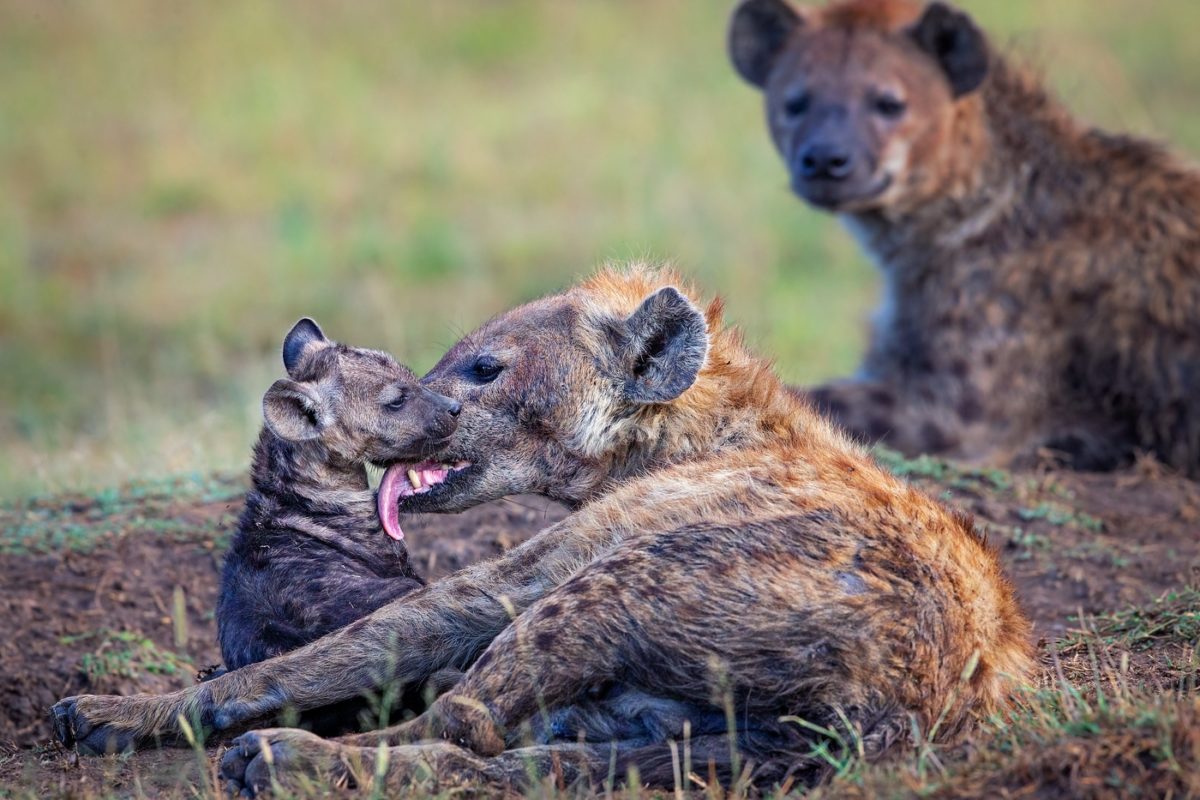 kenya photo tour