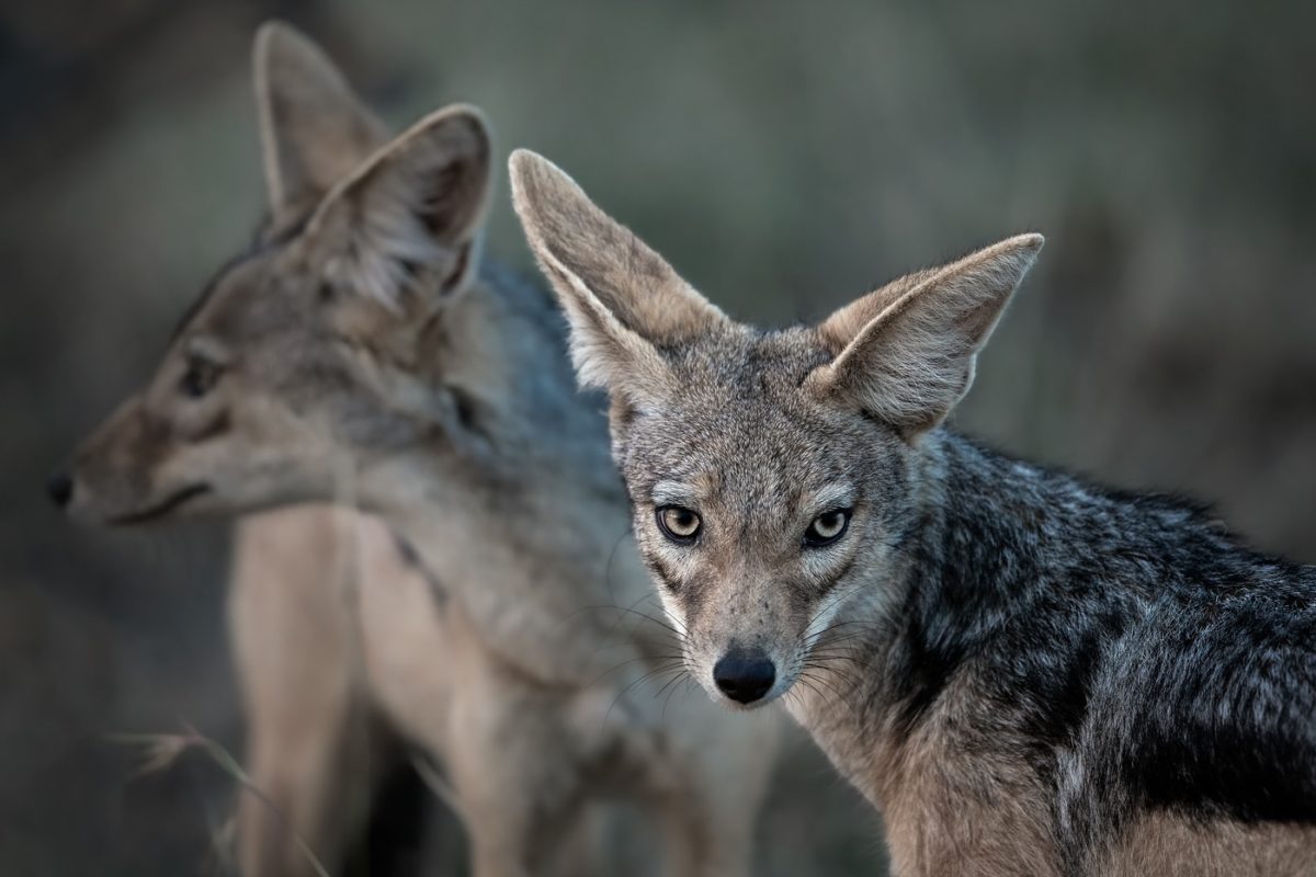 kenya photo tour