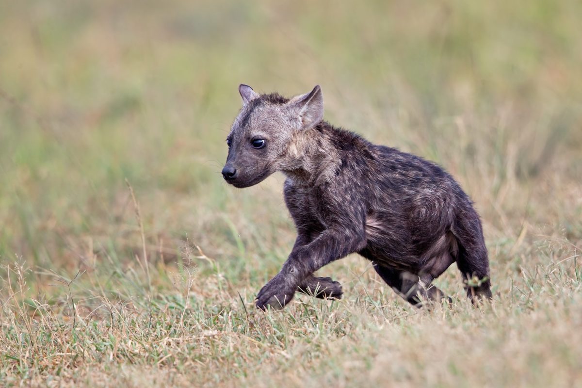 Masai mara tour
