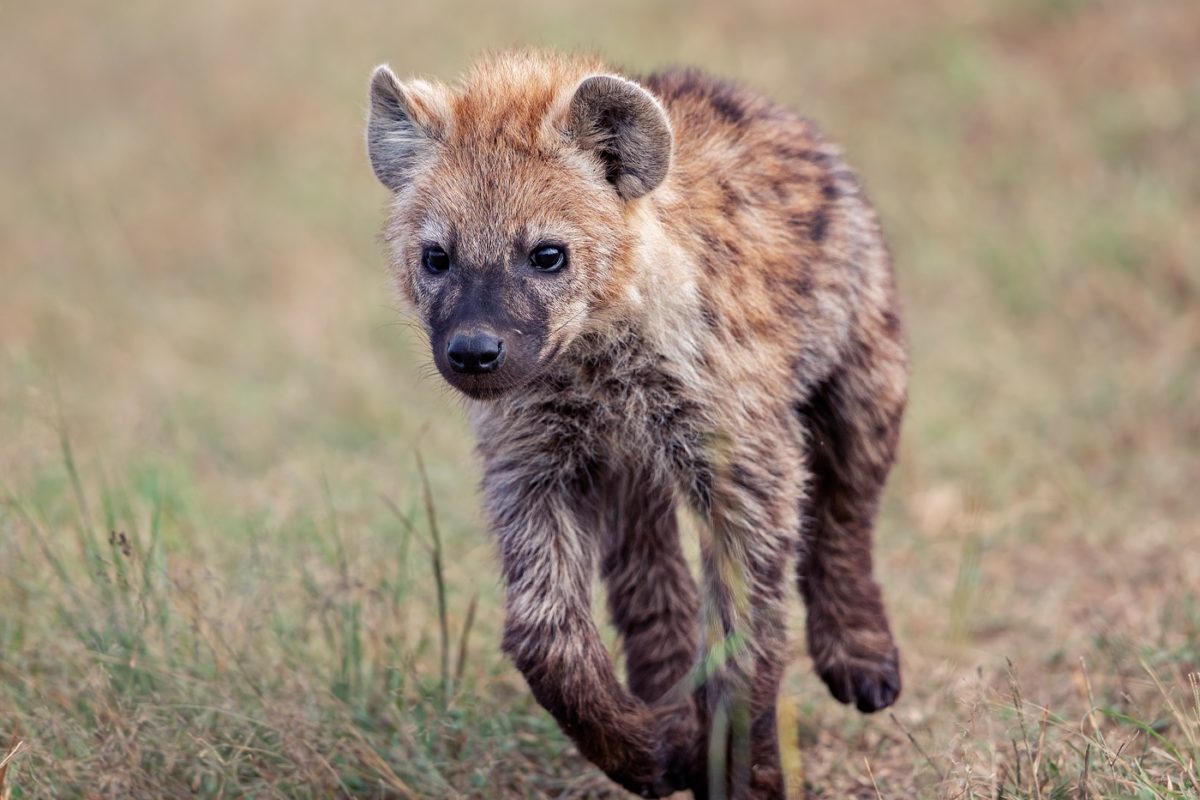 kenya photo tour