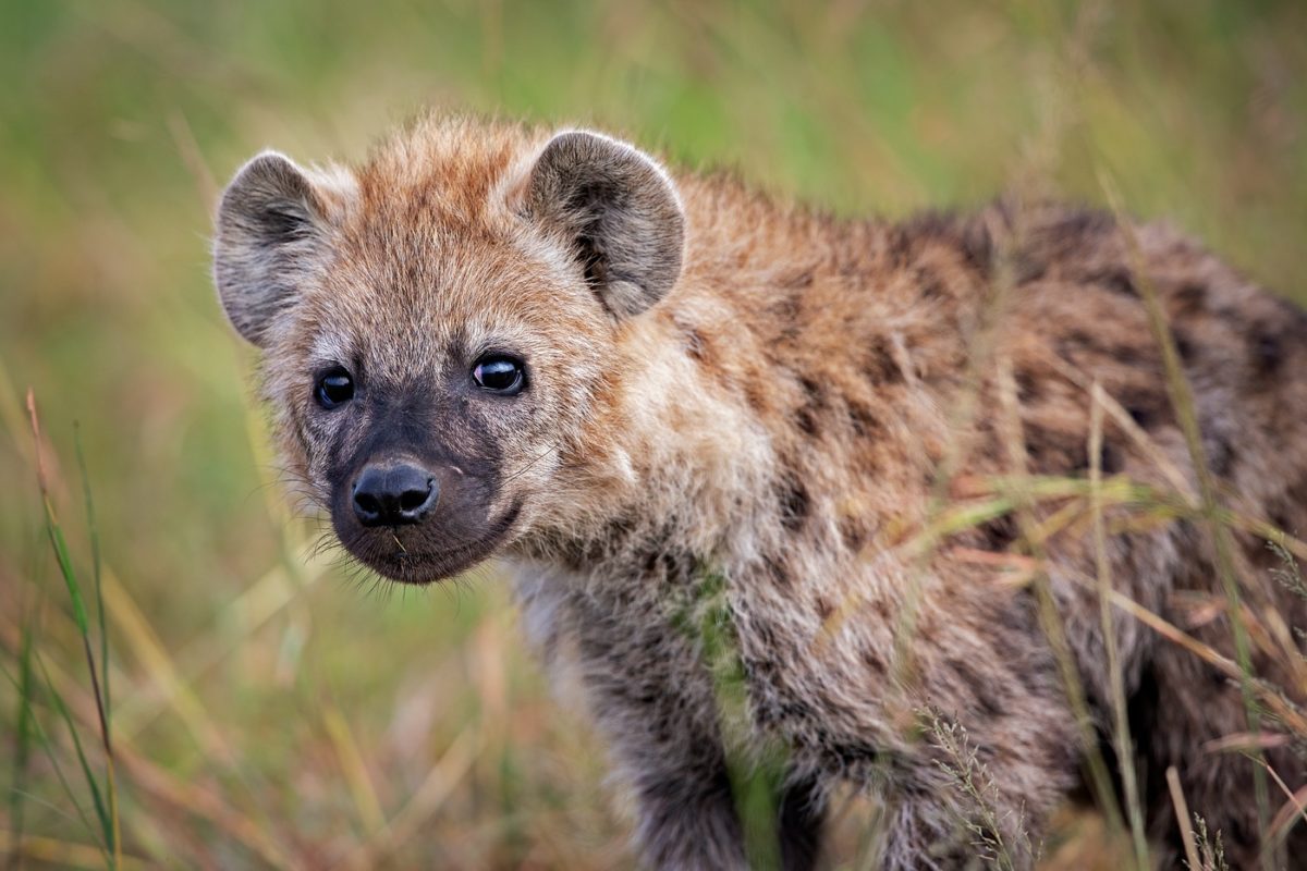 kenya photo tour