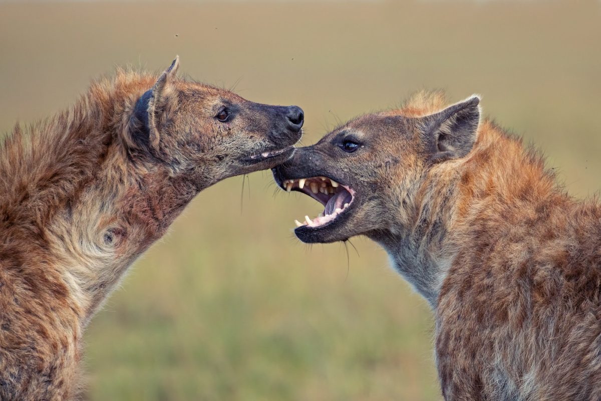 kenya photo tour