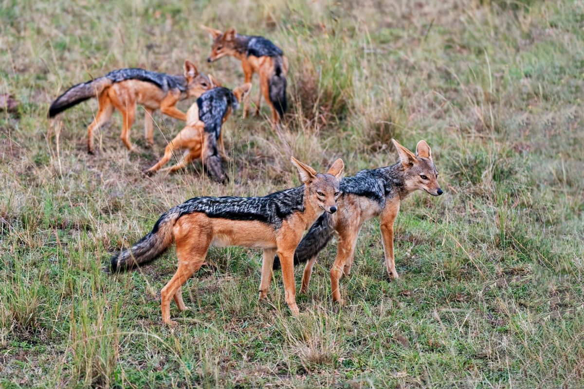 kenya photo tour