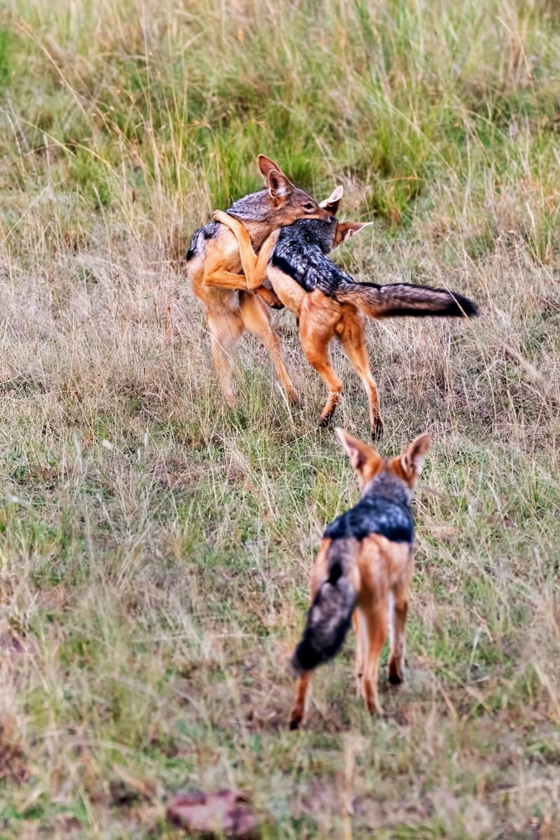 kenya photo tour