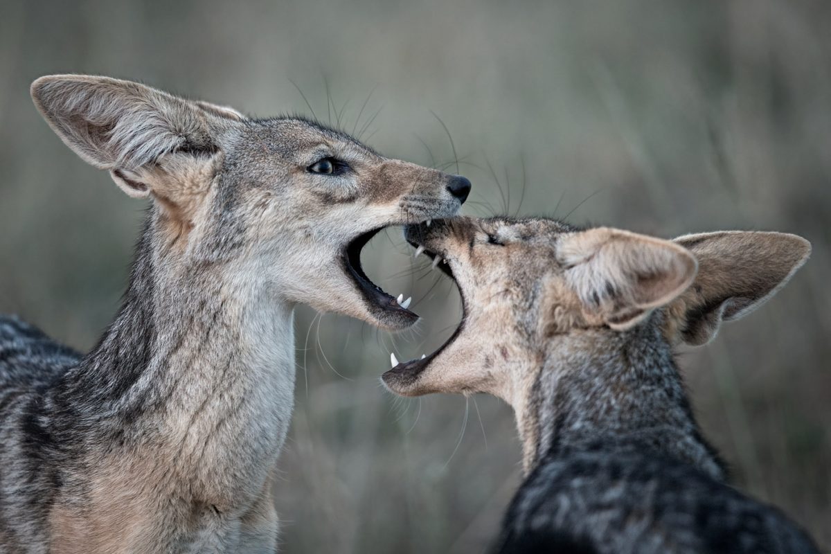 kenya photo tour