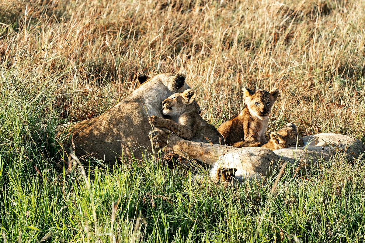 kenya photo tours