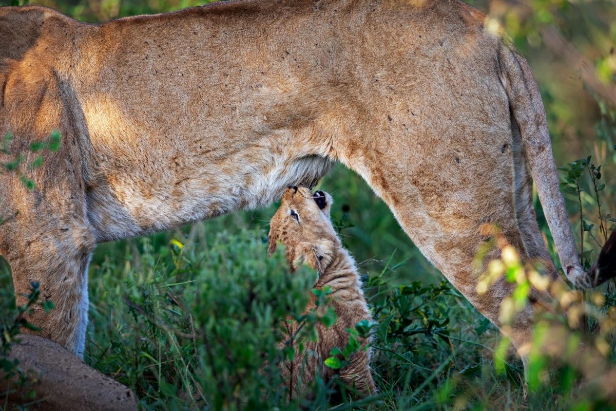 kenya photo tours
