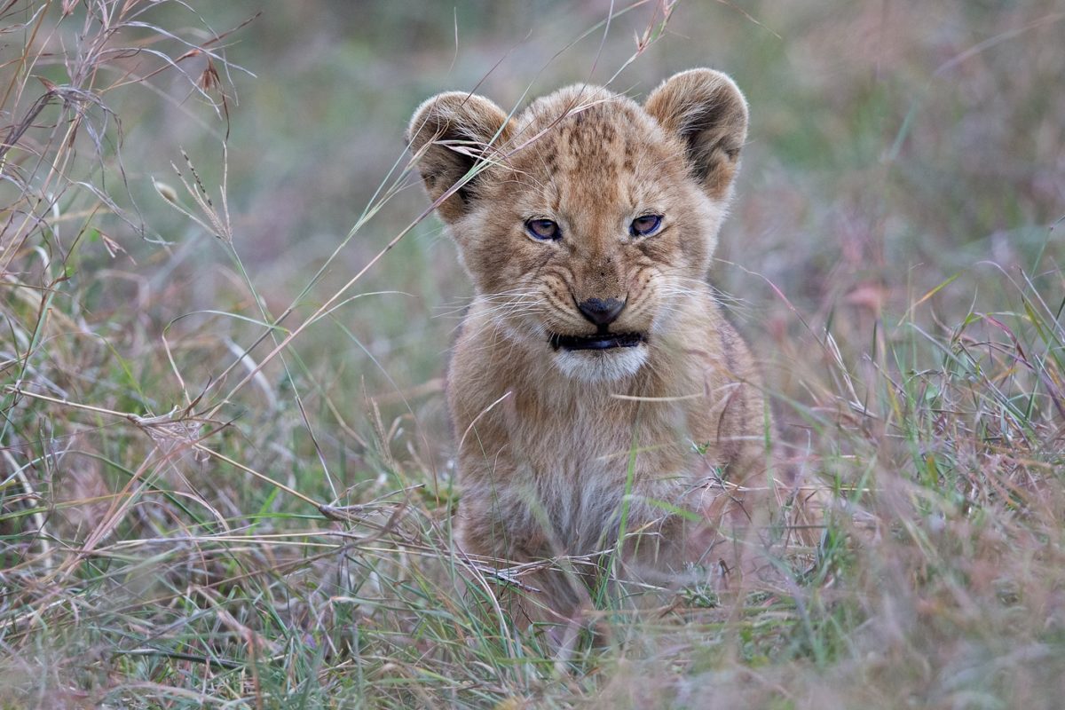 kenya photo tours