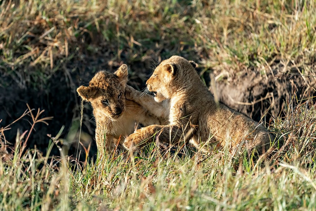 kenya photo tours