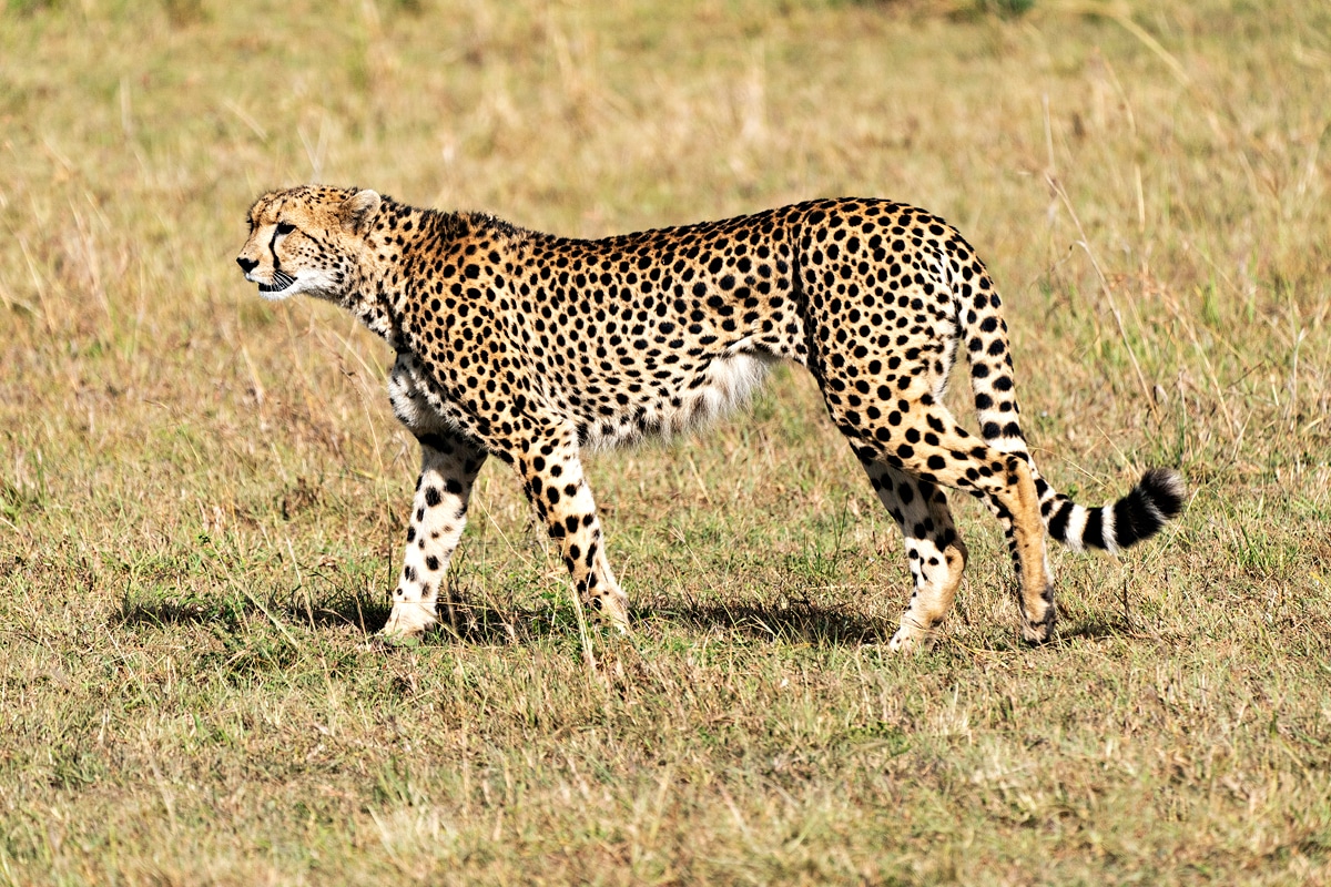 kenya photo tours