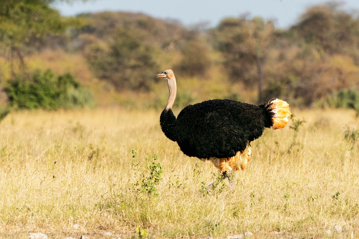 Giraffe Manor & Meru National Park – Kenya Photo Safari (Part 1)