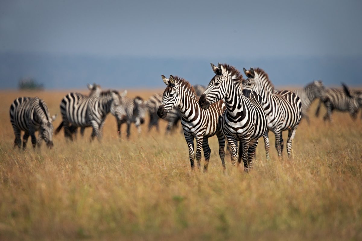 wildlife safari