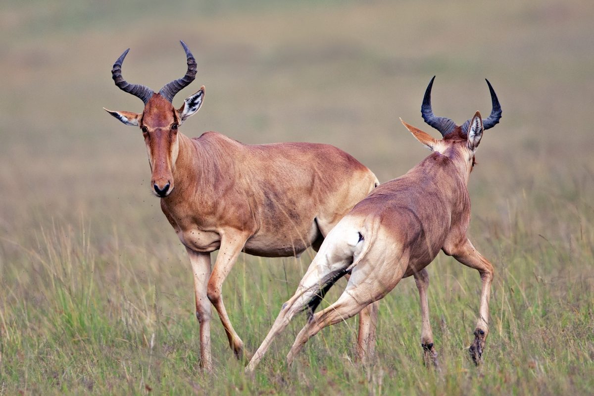 wildlife safari