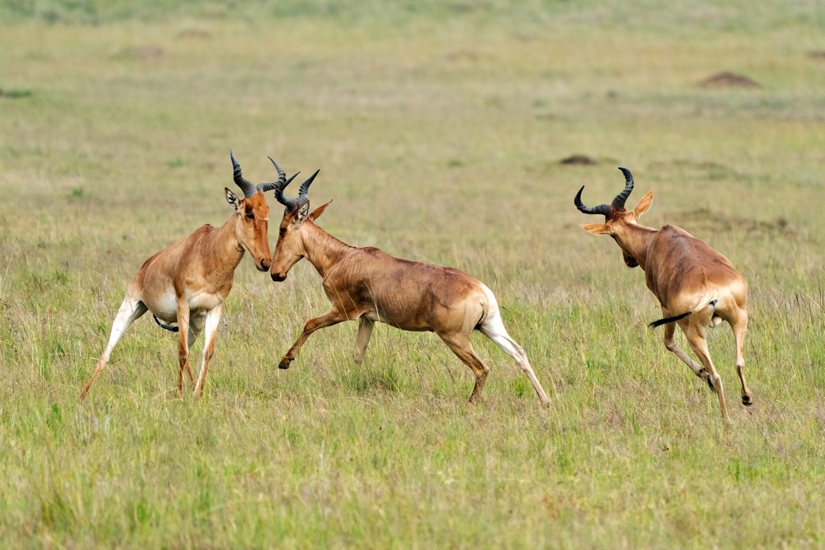 wildlife safari