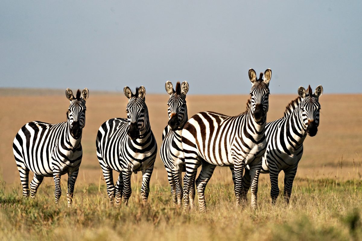 wildlife safari