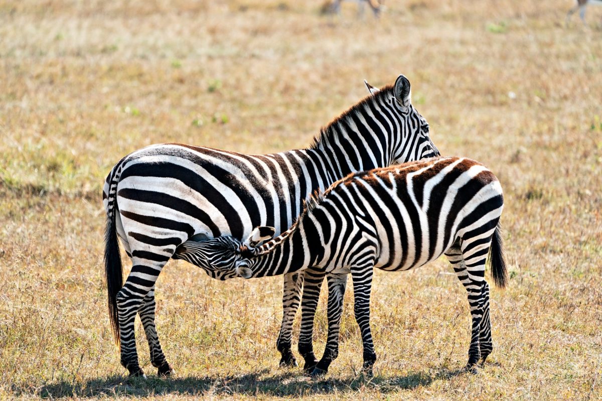 wildlife safari
