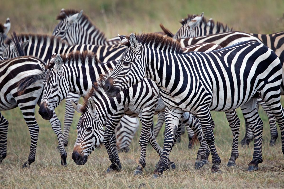 wildlife safari