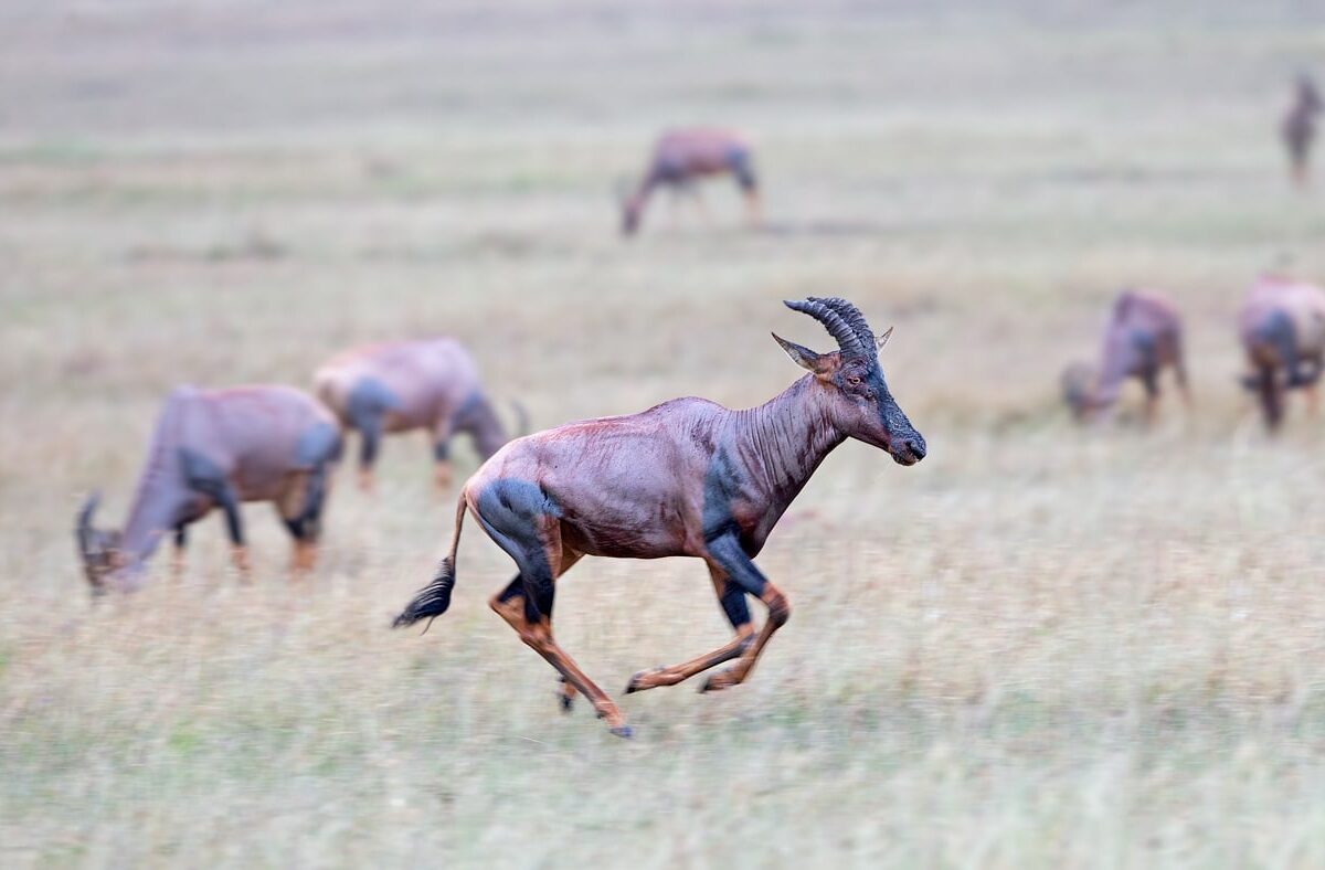 wildlife safari