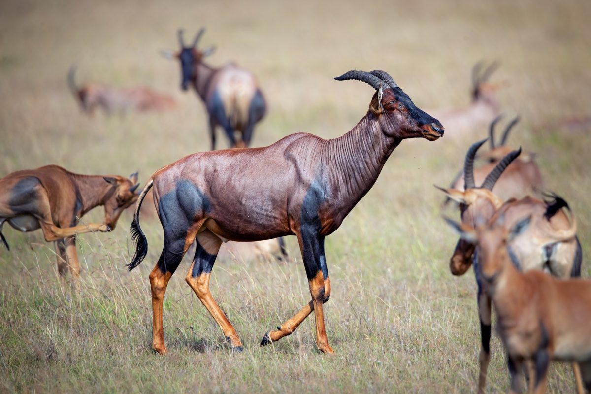wildlife safari