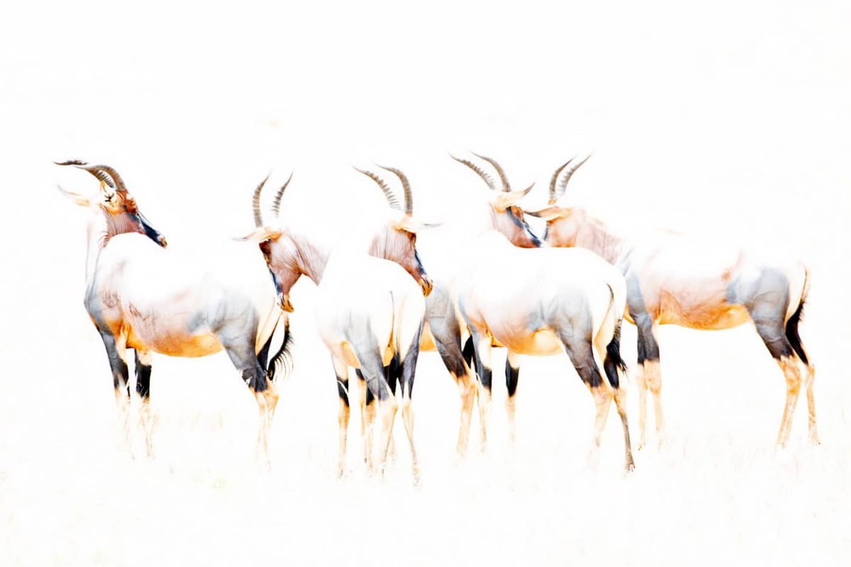 wildlife safari