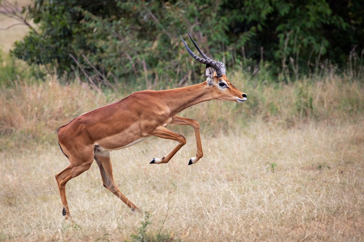 wildlife safaris
