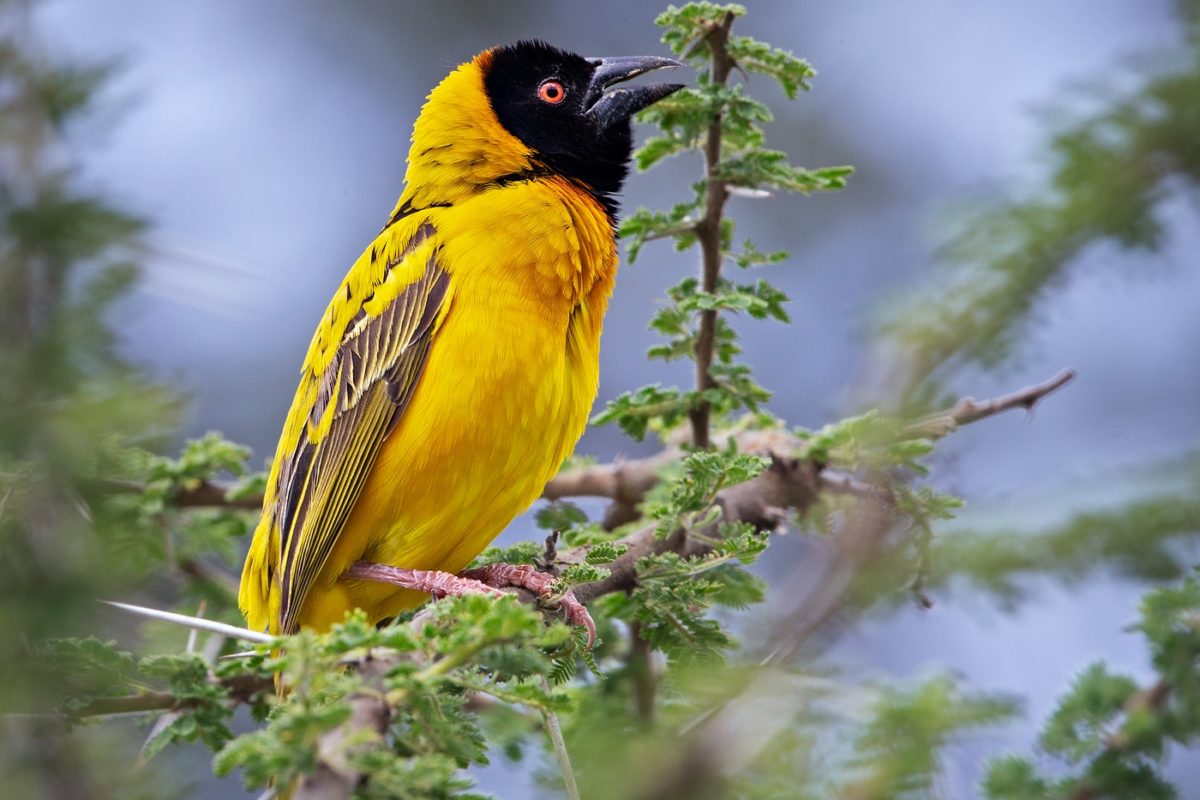 wildlife safaris