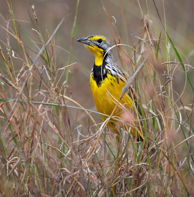 wildlife safaris