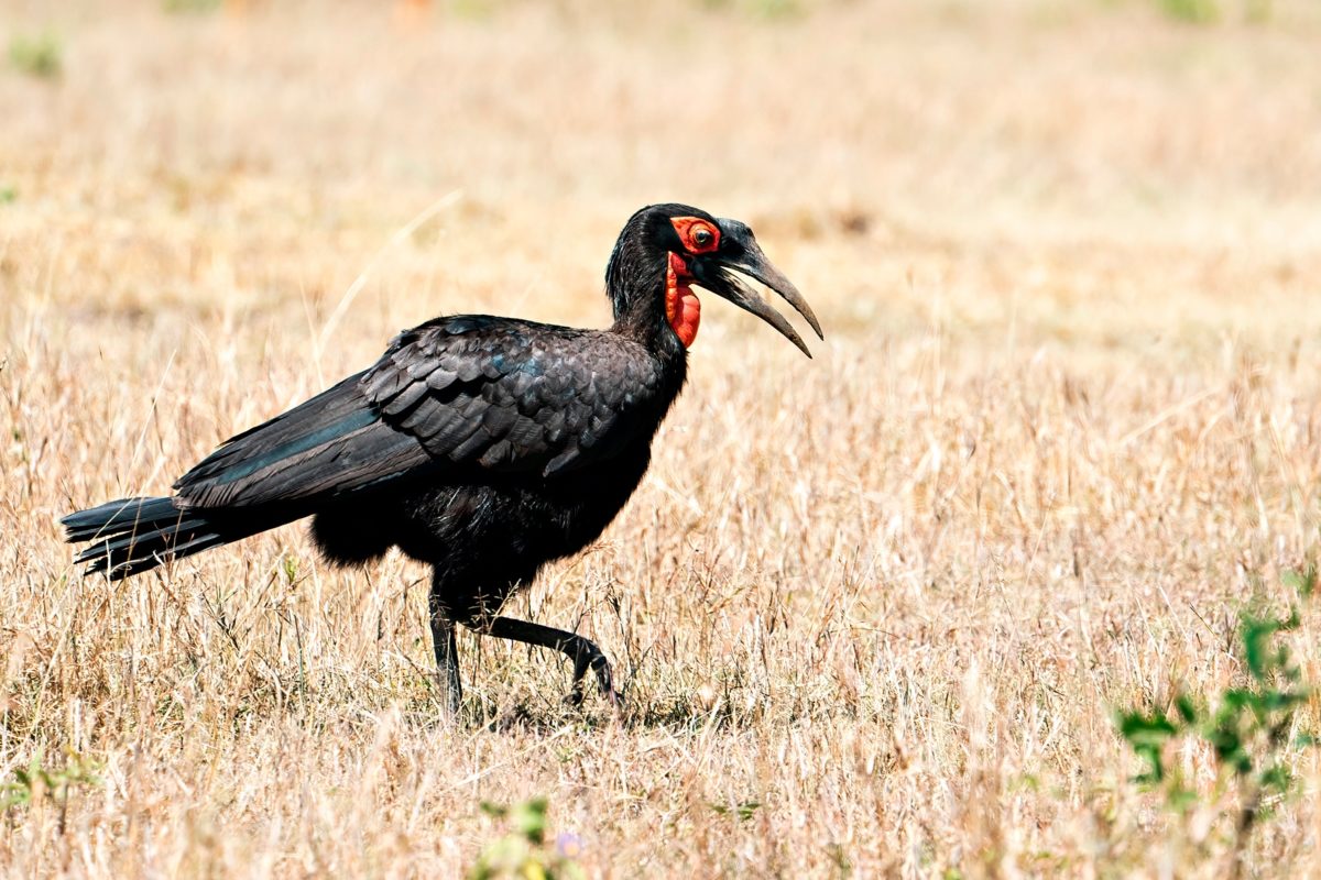 wildlife safaris