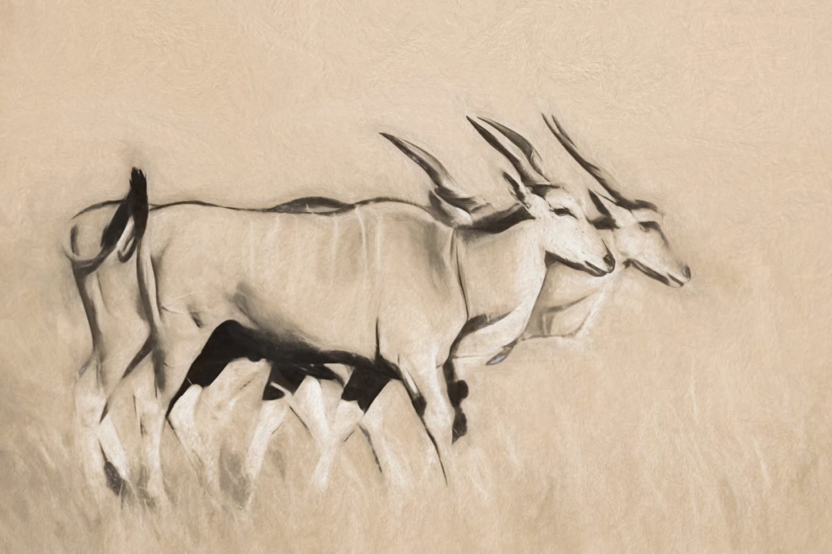 wildlife safaris