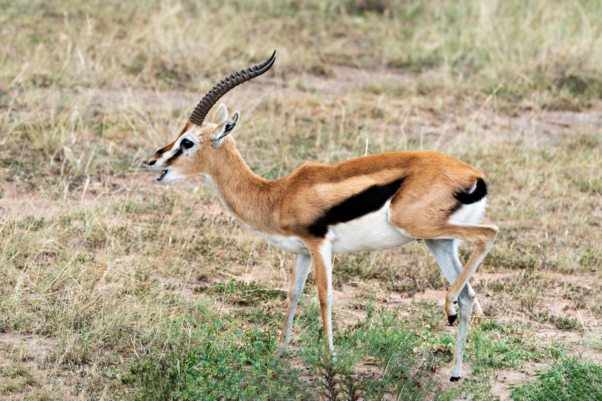 wildlife safaris