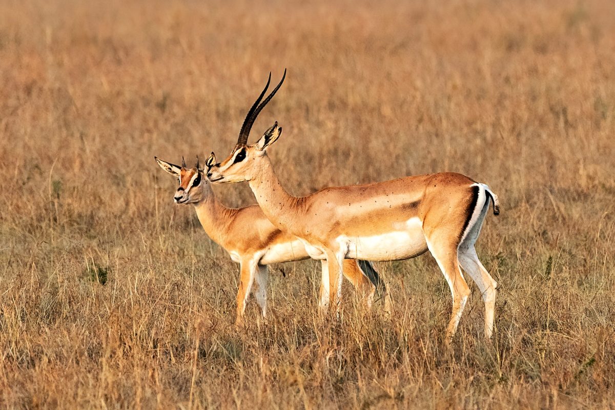wildlife safaris