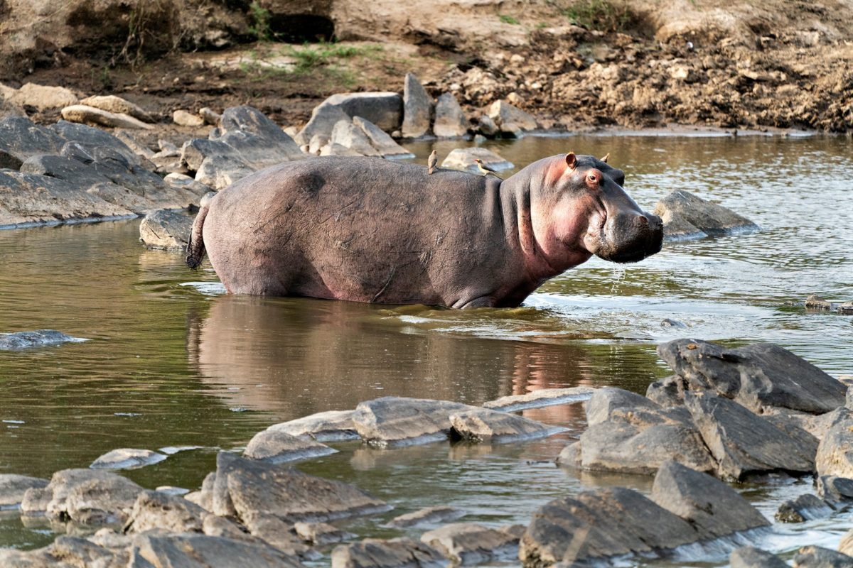 wildlife safaris