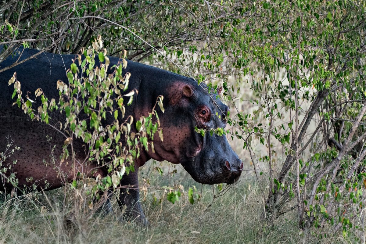 wildlife safaris