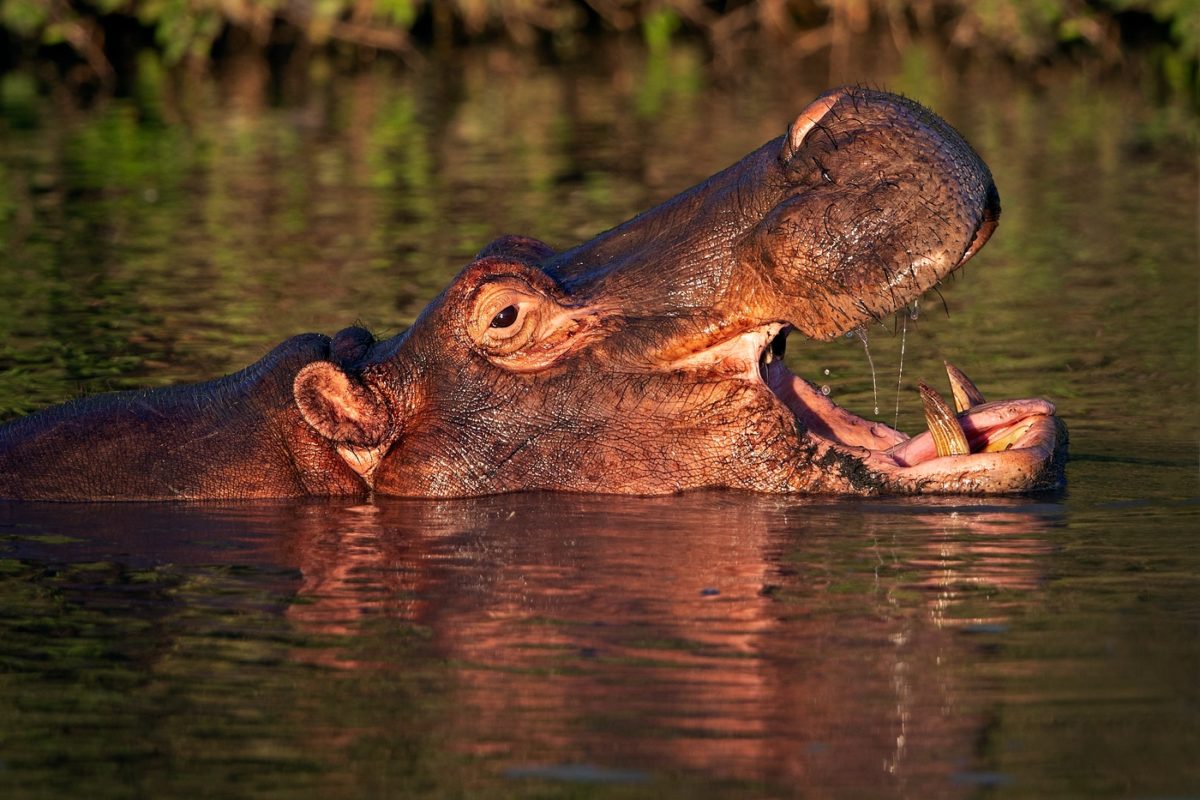 wildlife safaris