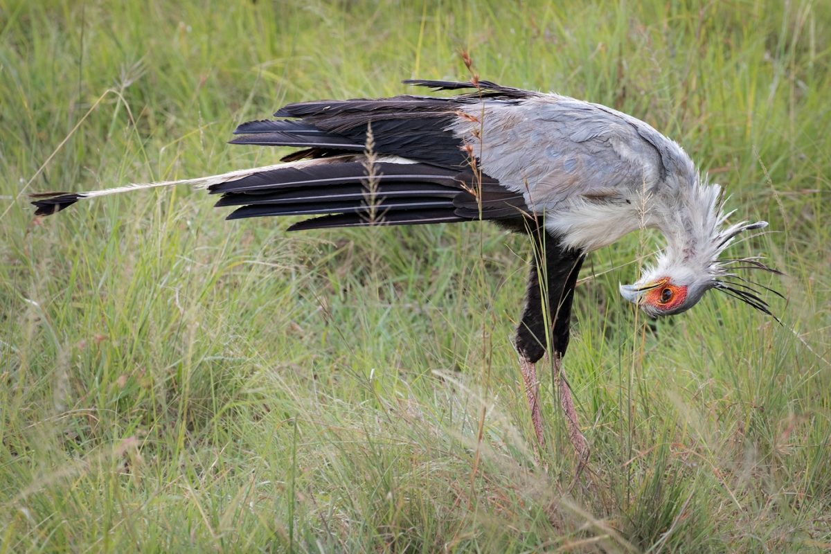 wildlife safaris