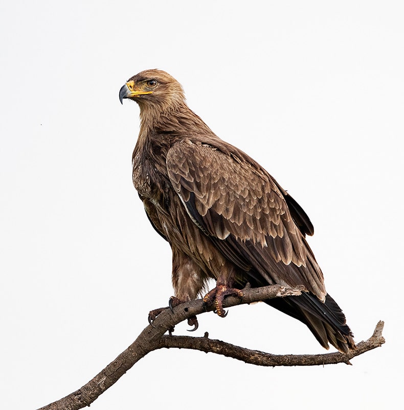 wildife photo tour