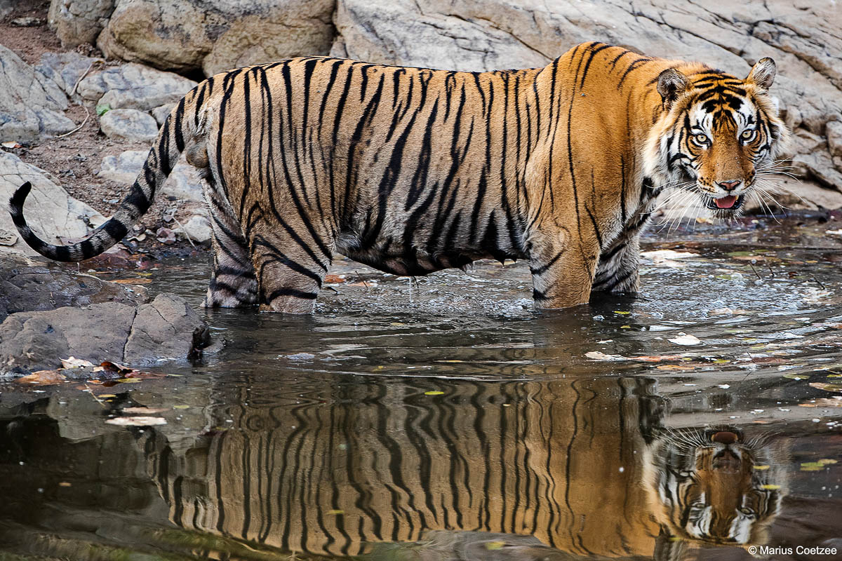 India Tigers Photo Tour