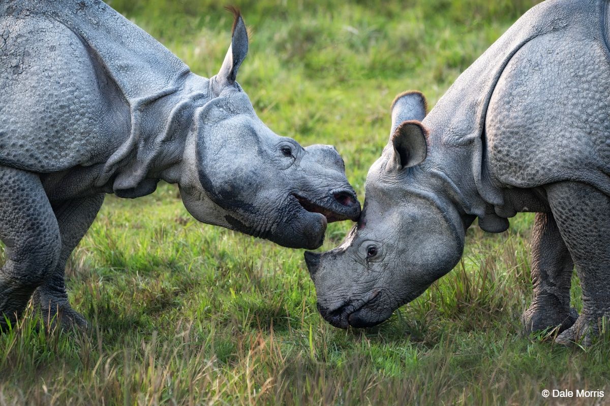 Kaziranga Photo Tour India