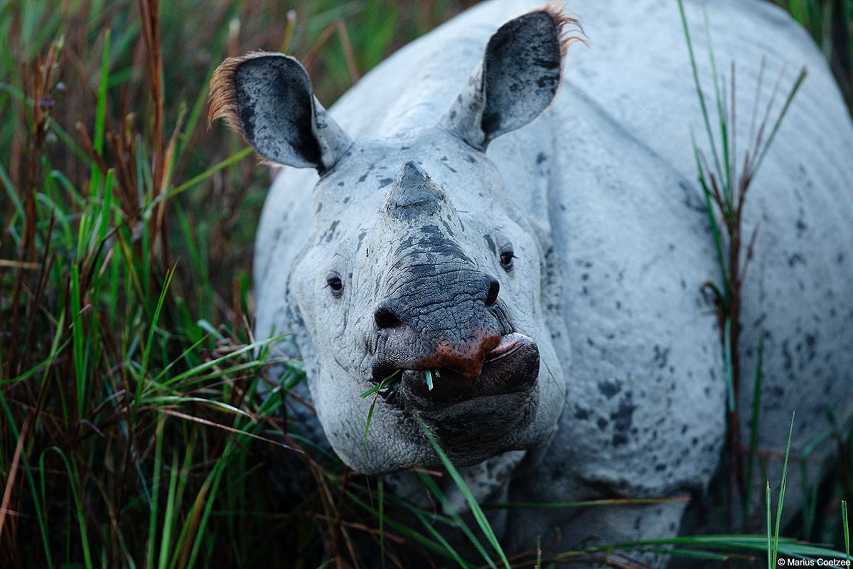 Kaziranga Photo Tour India