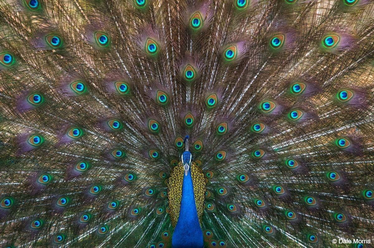 Ranthambore Photo Tour