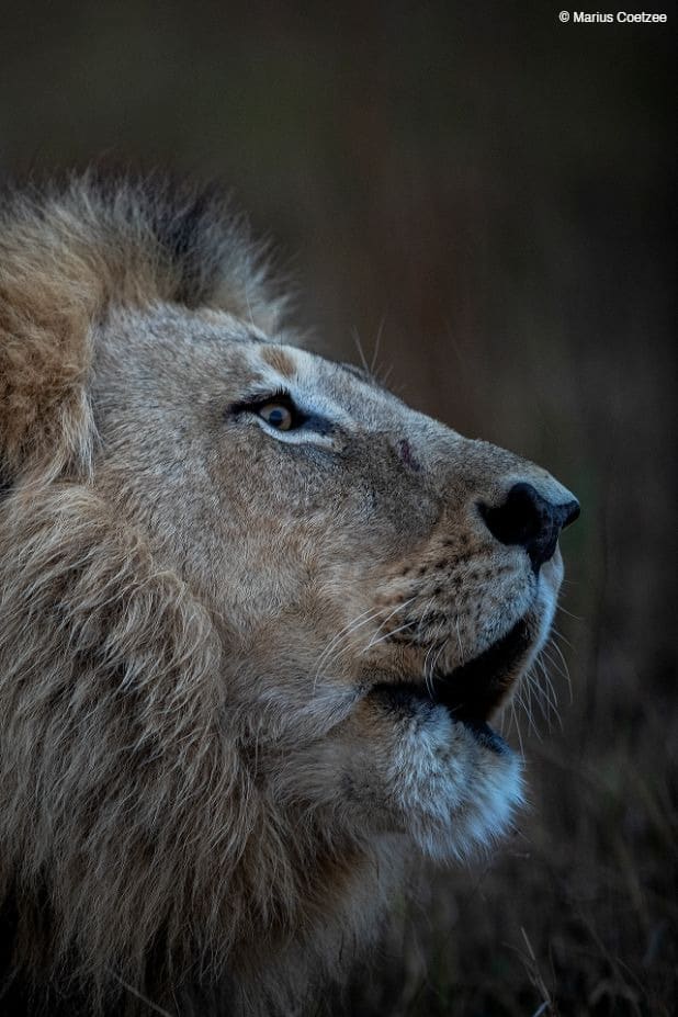 botswana luxury safari