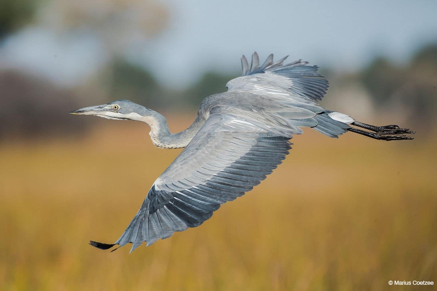 botswana photo safari