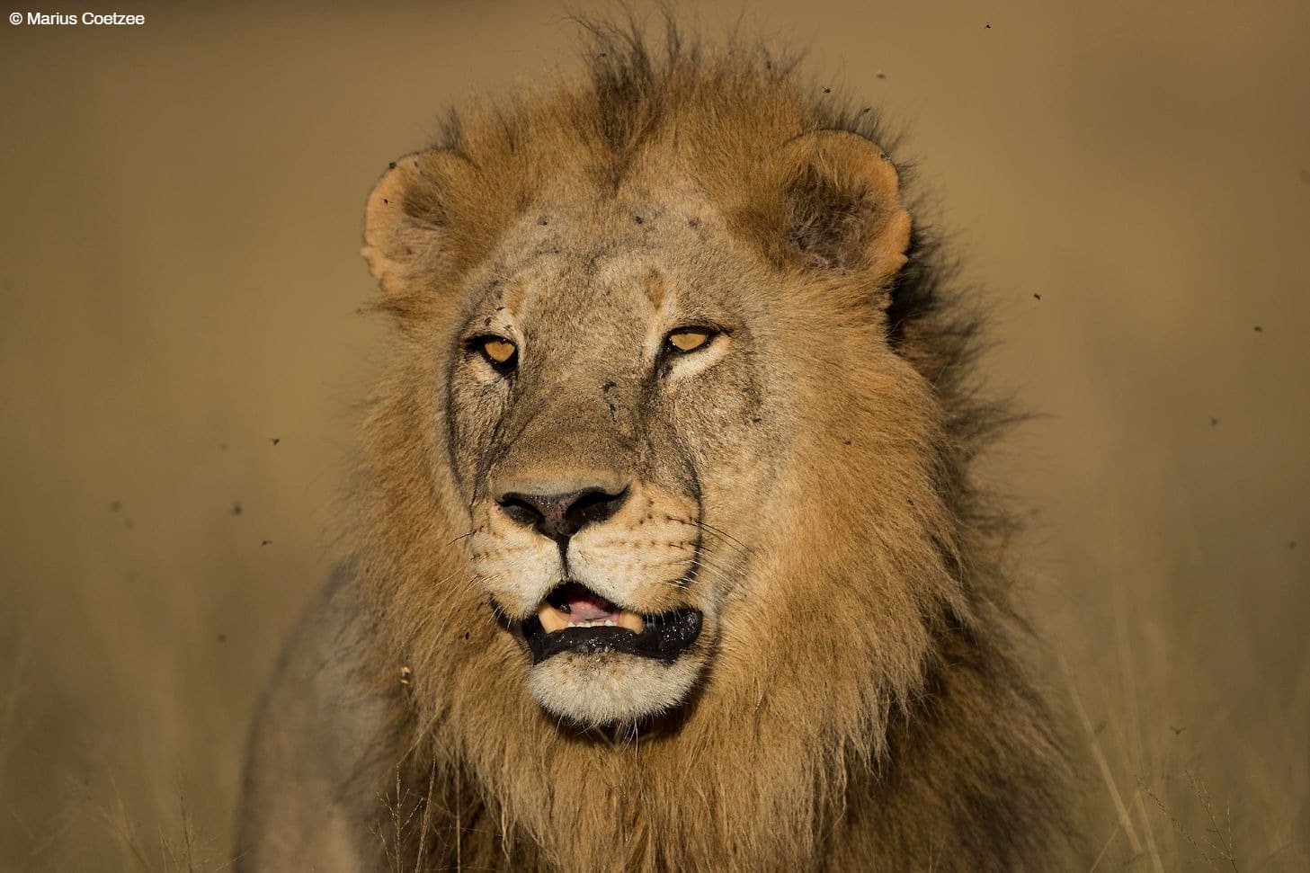 botswana photo tour