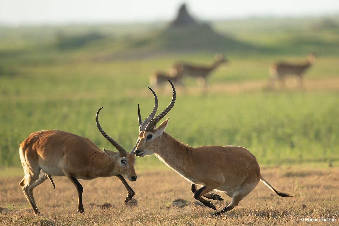 botswana photography expeditions